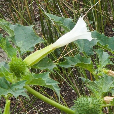 Datura stramonium — flower
