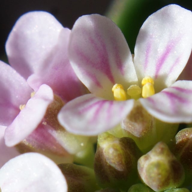 Aethionema saxatile — flower