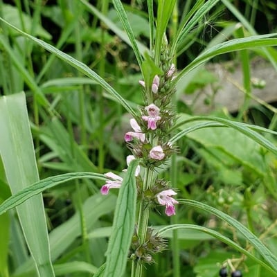 Leonurus quinquelobatus — flower