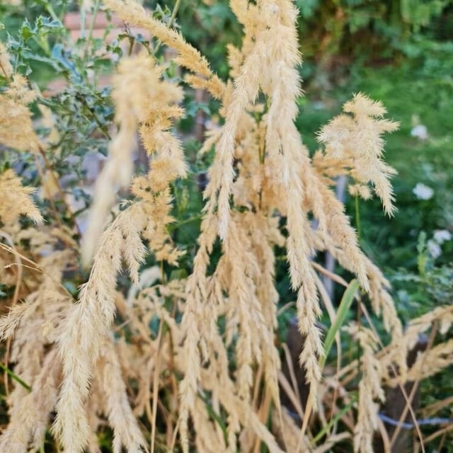 Calamagrostis pseudophragmites — flower
