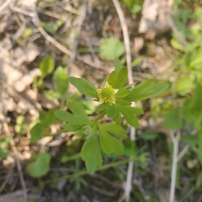 Ranunculus abortivus — flower