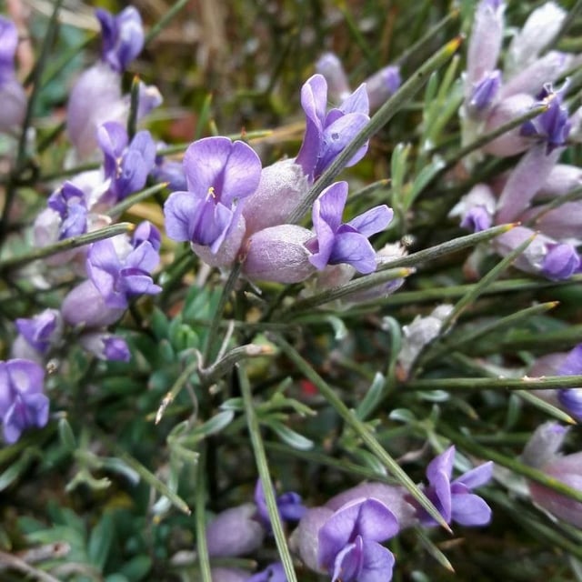 Erinacea anthyllis — flower