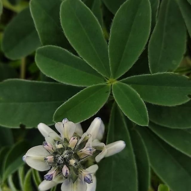 Lupinus albus — flower