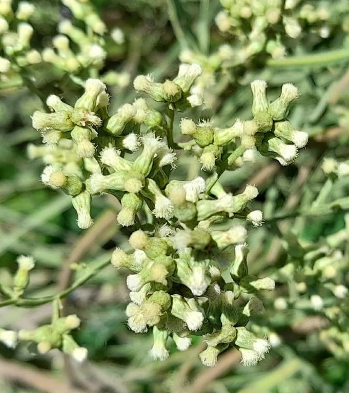 Baccharis articulata