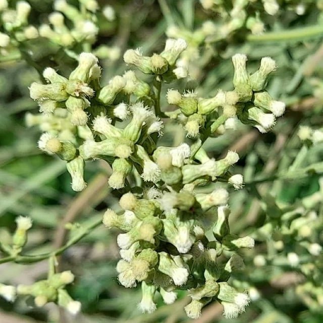 Baccharis articulata