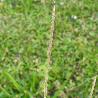 Sporobolus indicus — flower
