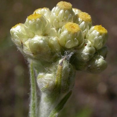Pseudognaphalium stramineum — flower