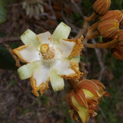 Luehea speciosa — flower