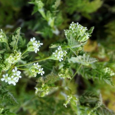 Anthriscus caucalis — flower