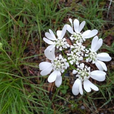Orlaya grandiflora — flower