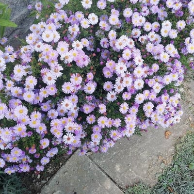 Symphyotrichum dumosum — flower
