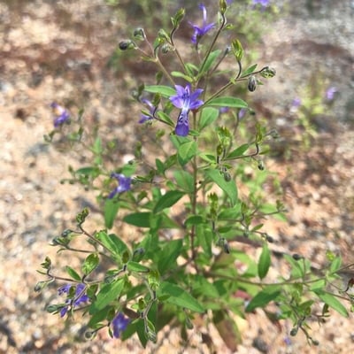Trichostema dichotomum — flower