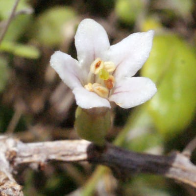 Withania somnifera — flower