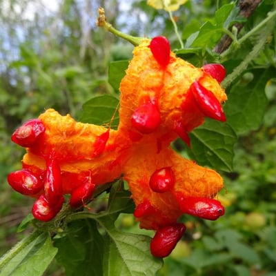 Momordica charantia — flower