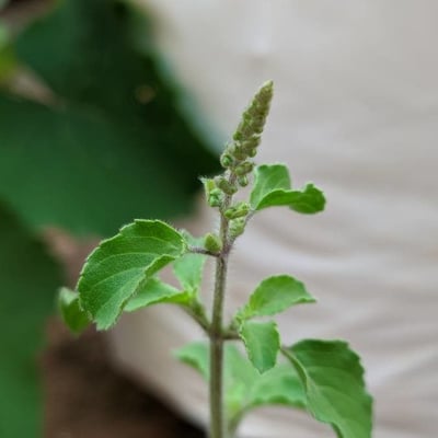Ocimum tenuiflorum — flower