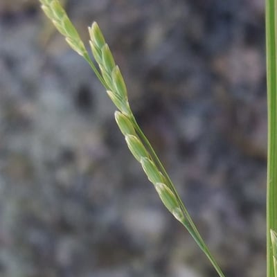 Glyceria notata — flower