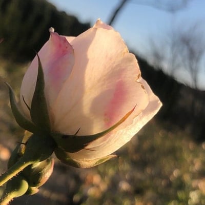 Rosa pouzinii — flower