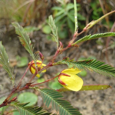 Chamaecrista flexuosa — flower
