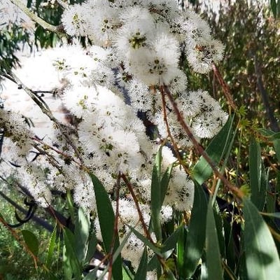 Eucalyptus pauciflora — flower
