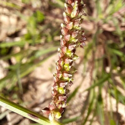 Echinochloa colona — flower