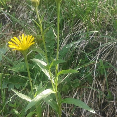 Buphthalmum salicifolium — flower