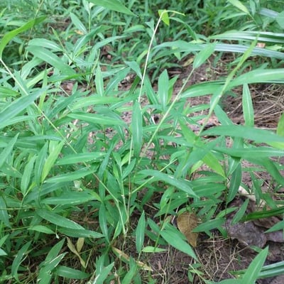 Leersia virginica — leaf
