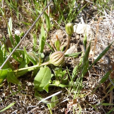 Hedypnois rhagadioloides — flower