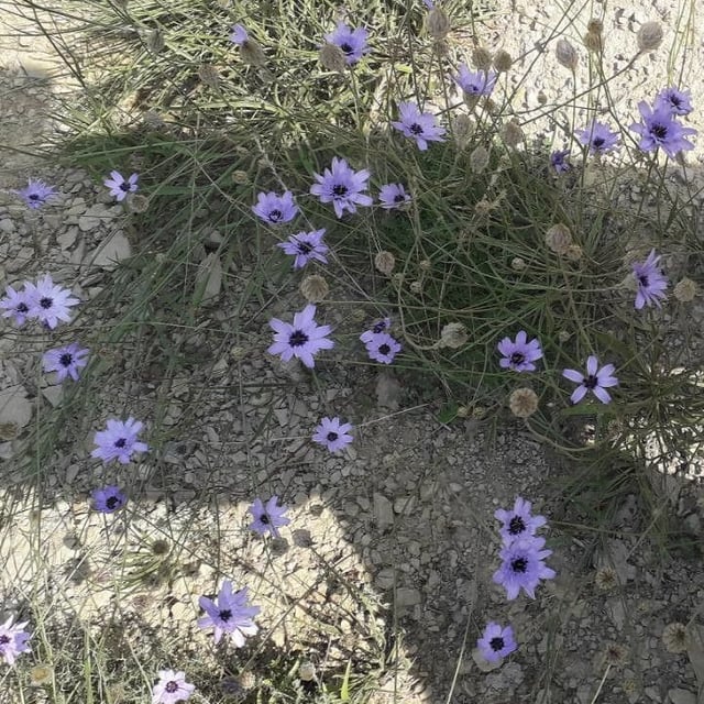 Catananche caerulea — flower