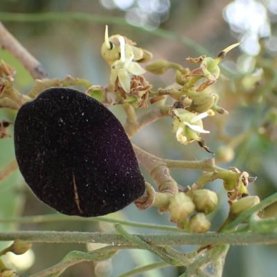 Dialium guineense — flower