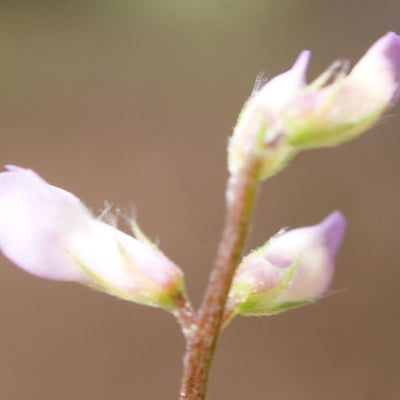 Vicia disperma — flower