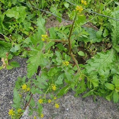 Rorippa palustris — flower