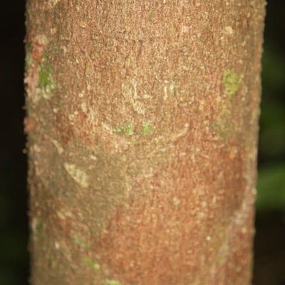 Aniba parviflora — bark