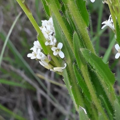 Arabis hirsuta — flower