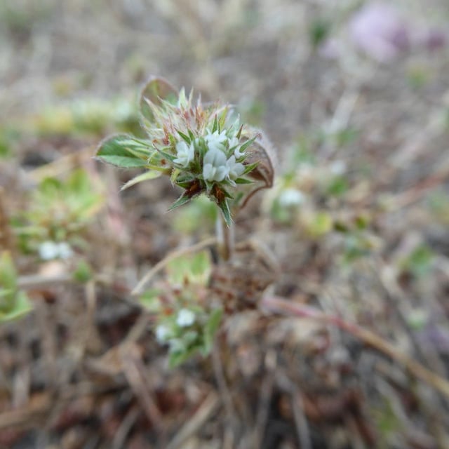 Trifolium scabrum — flower