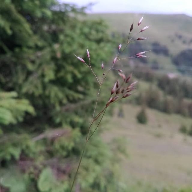 Agrostis alpina — flower