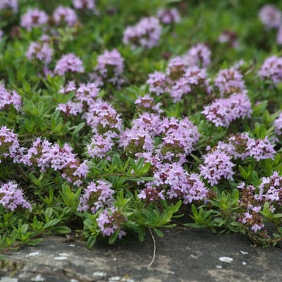 Thymus longicaulis — flower