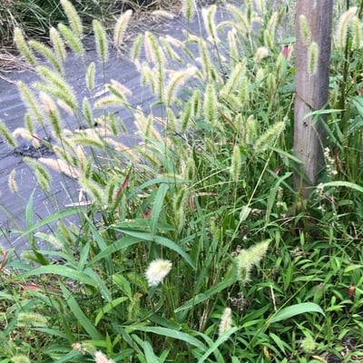 Setaria pumila — flower