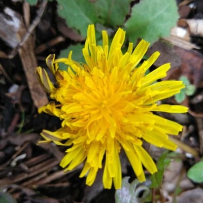 Taraxacum campylodes — flower