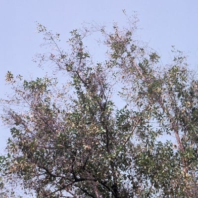 Mitragyna inermis — habit