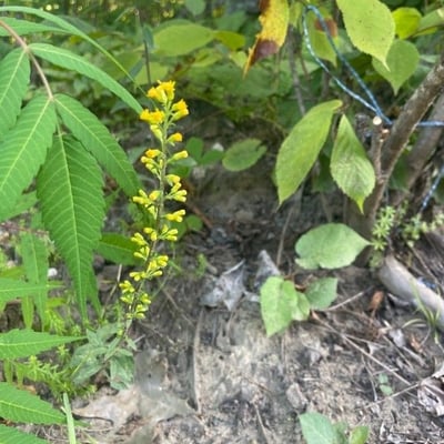 Solidago flexicaulis — flower