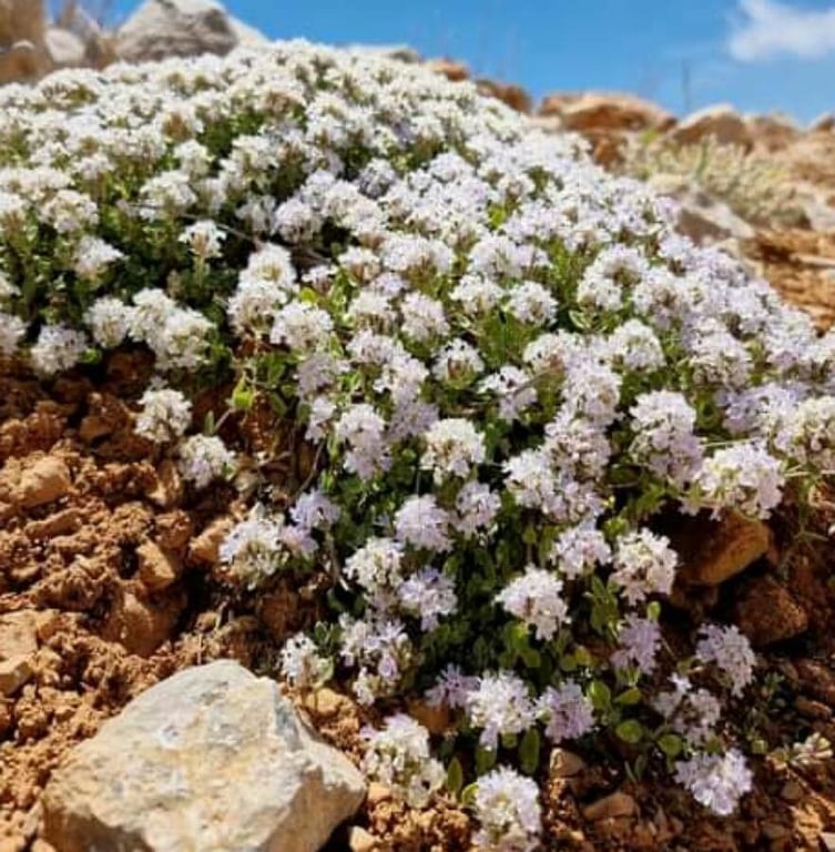 Ziziphora clinopodioides