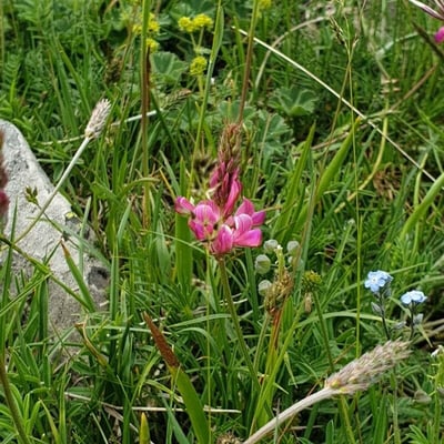 Onobrychis montana — flower