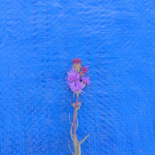Liatris aspera — flower