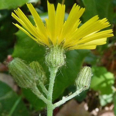 Hieracium maculatum — flower