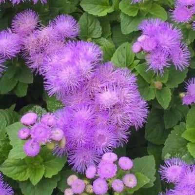 Ageratum houstonianum — flower