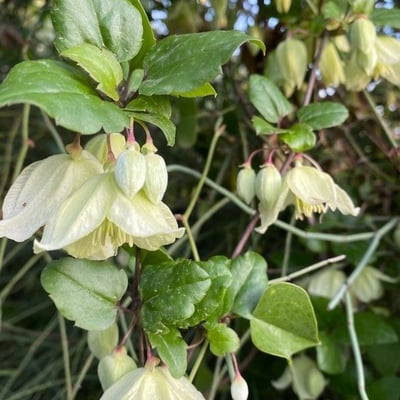 Clematis cirrhosa — flower