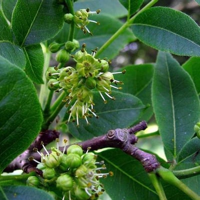 Phellodendron amurense — flower
