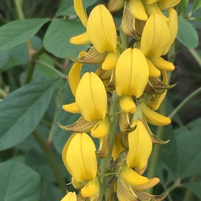 Crotalaria pallida — flower