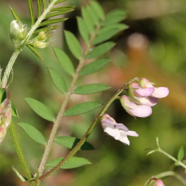 Vicia disperma — flower