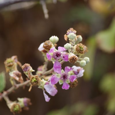Rubus sanctus — flower